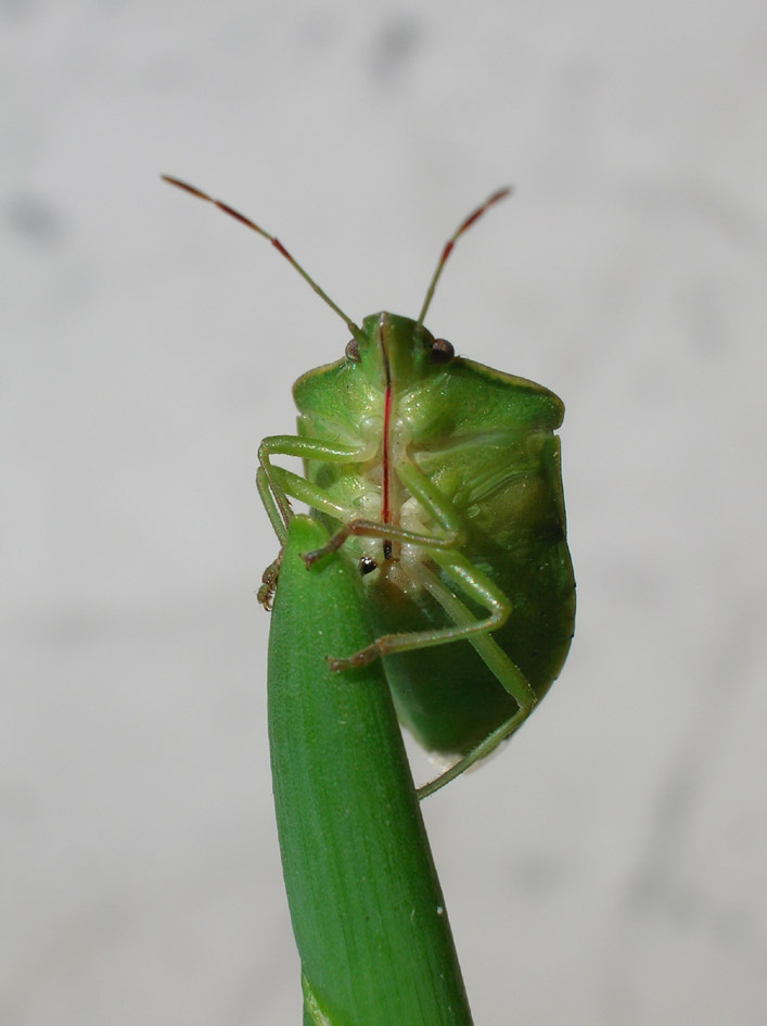 Comune cimice verde Nezara viridula